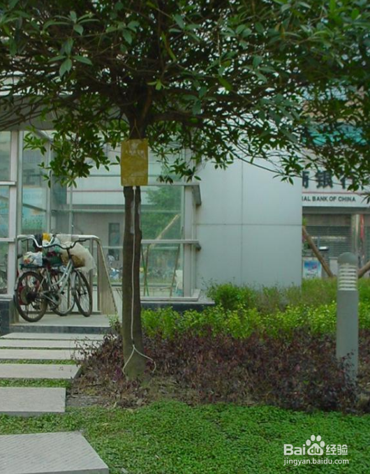 大树营养吊针如何吊