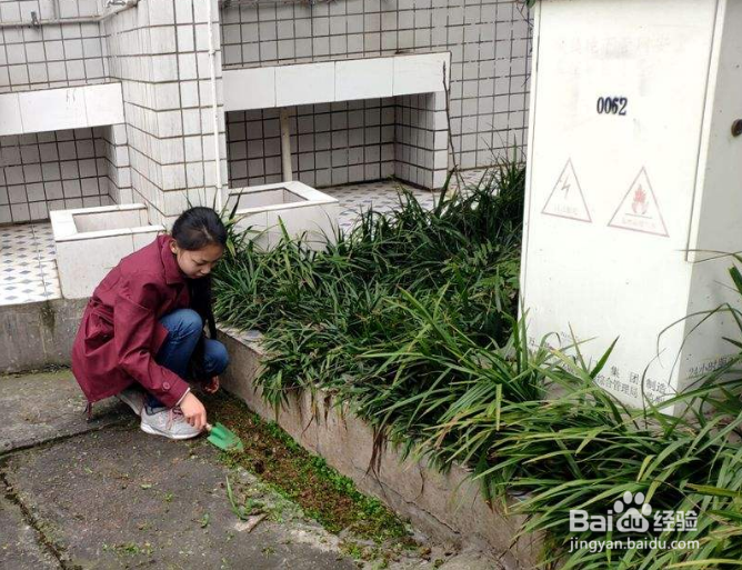 一楼蚊子太多怎么解决