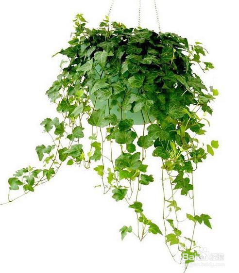 适合摆放的6种家居植物