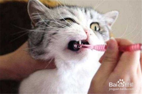 口臭 改善 猫 猫の口臭対策！2か月で歯石を除去するスプレーから予防法まで