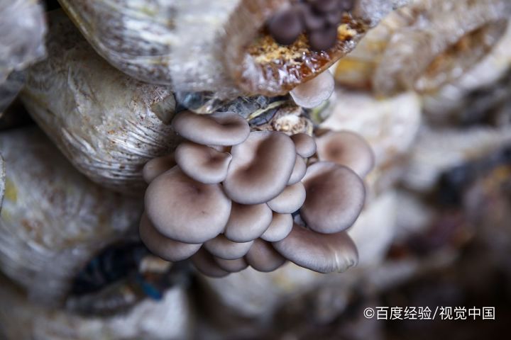 哺乳期能吃蘑菇吗