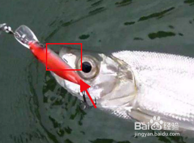 冬天路亚翘嘴怎么玩