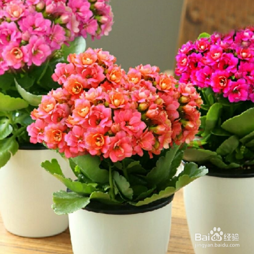 长寿花夏天该如何护养？