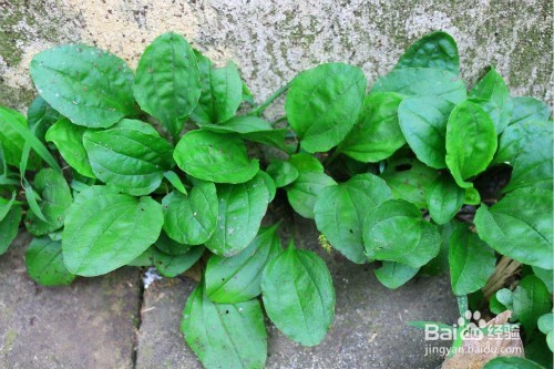 一身都是宝的植物 车前子