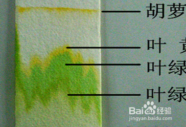 应用有机溶剂来提取,如丙酮或酒精等,纸层析法是分离叶绿体中色素,不