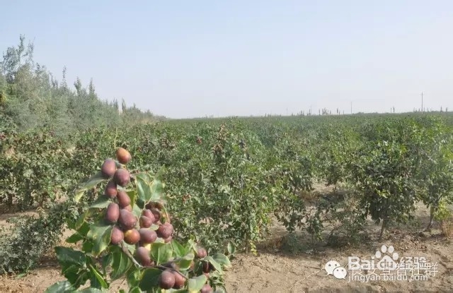 冬天来了,这些干果你吃了吗?