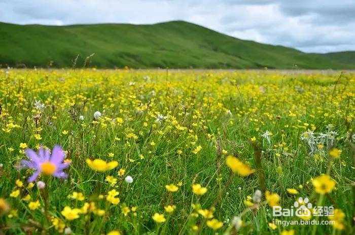 张家口草原天路自驾游攻略