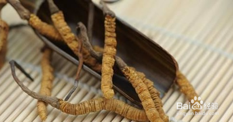 冬虫夏草食用方法
