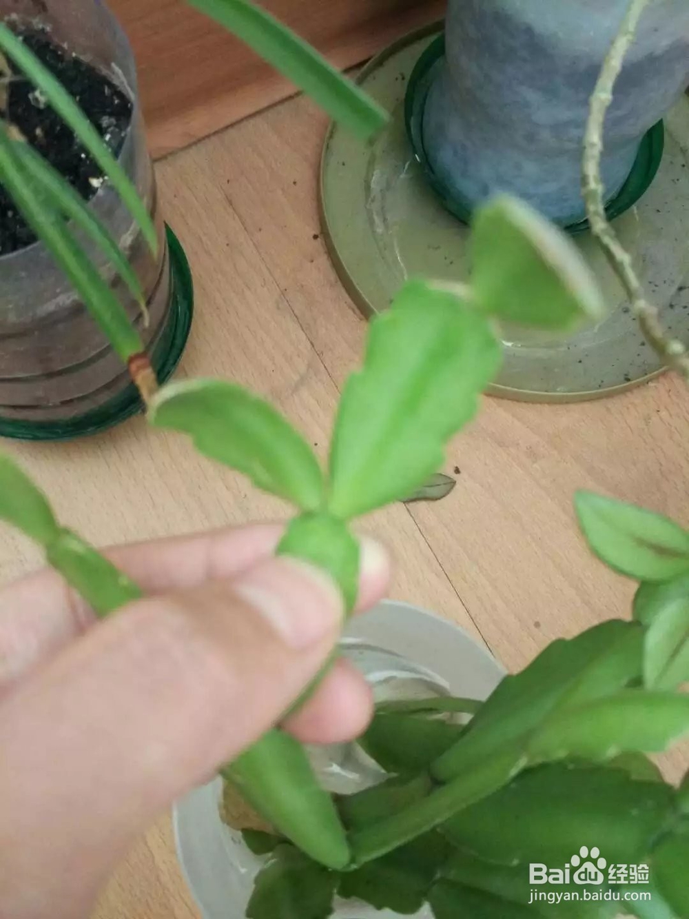 如何养蟹爪兰