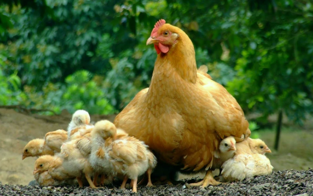 十月鸡架上愁什么意思