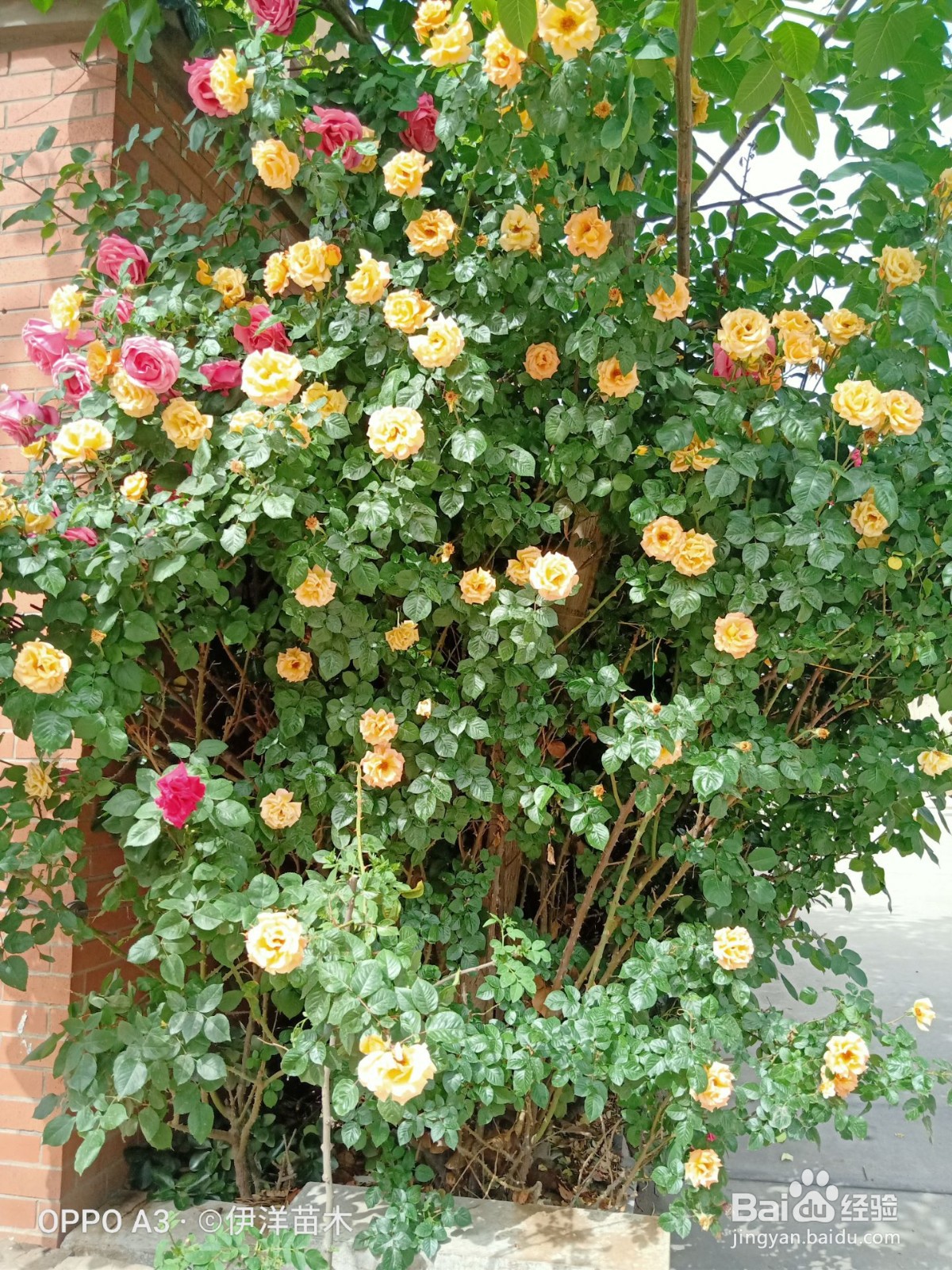 会计（二十三）所得税