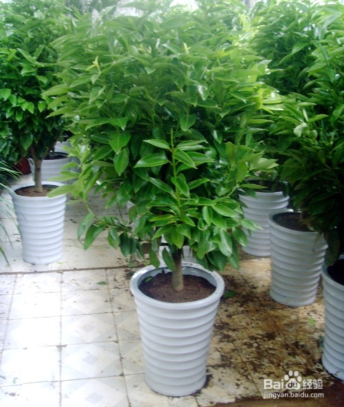 平安树怎么翻土