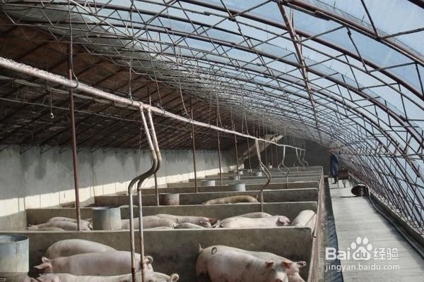 如何确定猪舍最佳环境？