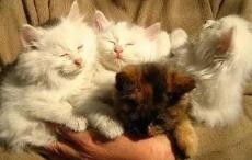 如何快速获得猫咪的好感?