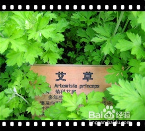 安全方便有效的驱蚊方法