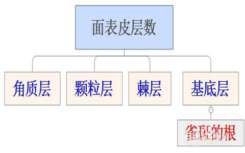 新鲜桑叶可以祛斑吗/桑叶去雀斑有效吗