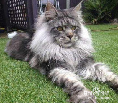 长毛猫怎么养