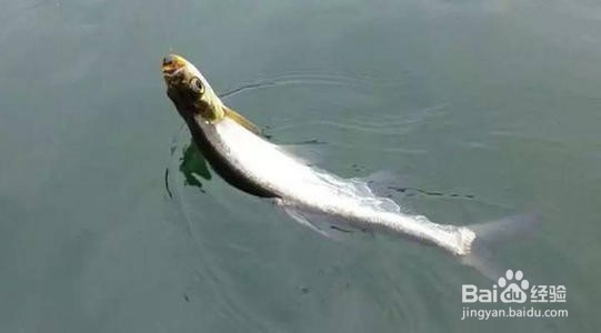 长江冬季路亚翘嘴技巧