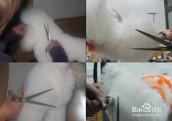 入门宠物美容师（C级）学习什么技能