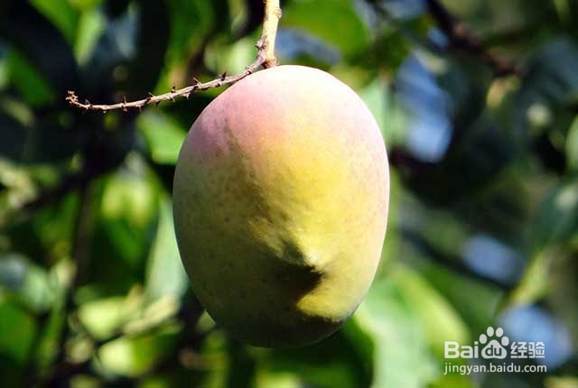 芒果膨果着色增甜的要点有哪些