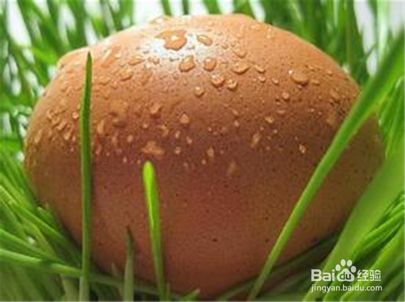 如何挑选新鲜鸡蛋?