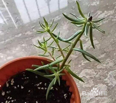 太阳花怎么修剪爆盆