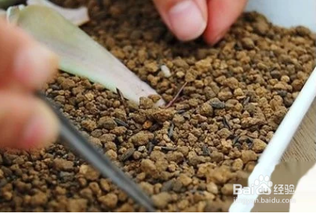 冬天多肉叶片扦插方法