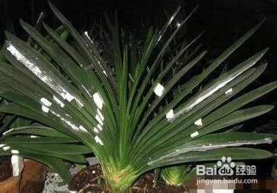 教你几个靠谱的妙招,如何纠正长歪了的君子兰?