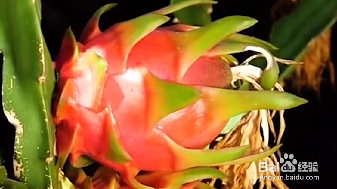 如何种植石榴、火龙果、和香菇