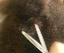 怎样给松狮犬美容