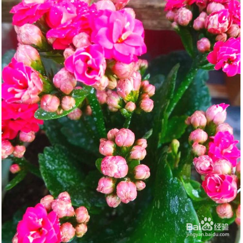长寿花的花蕾凋谢怎么办