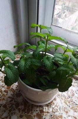 薄荷种子怎样播种呢