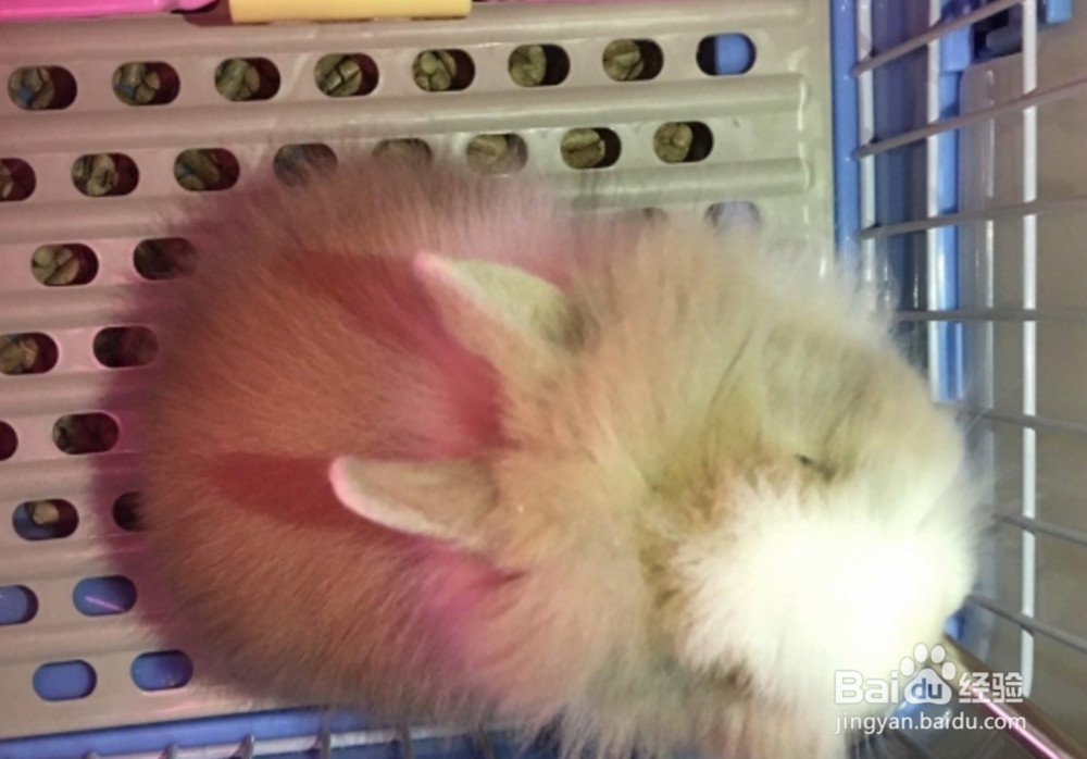 猫猫兔宝宝怎么养