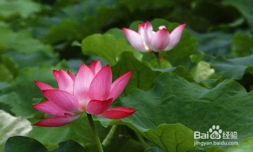 2013无锡蠡园荷花节旅游攻略