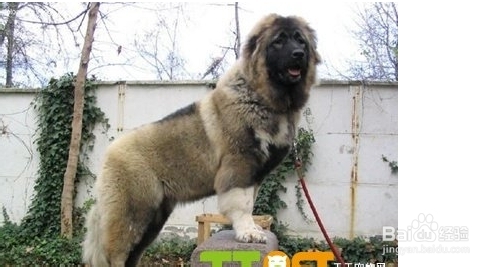 怎么让高加索犬安静下来？