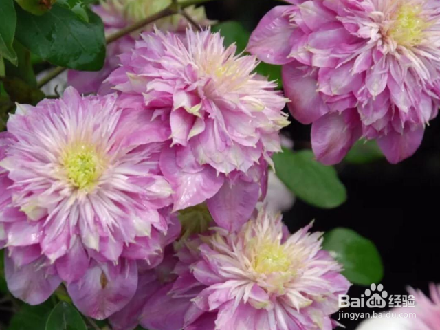 铁线莲用什么办法可以养殖好？