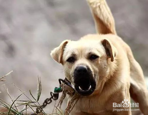 狗眼睛被咬伤怎么处理