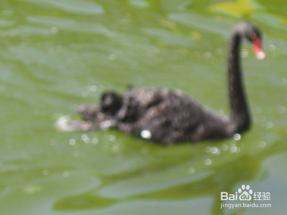 怎样告诉孩子什么是天然的氧吧--24