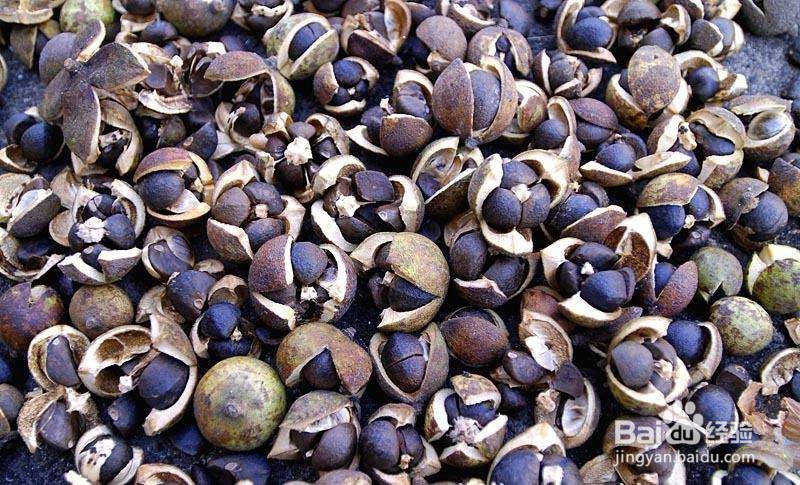 油茶籽脱壳的最好方法