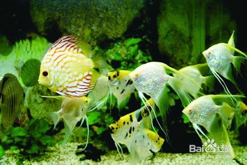 热带鱼养殖指南--教你养好热带鱼