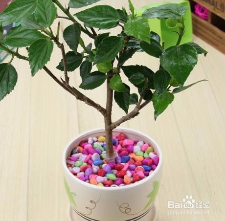 桑叶牡丹怎么修剪