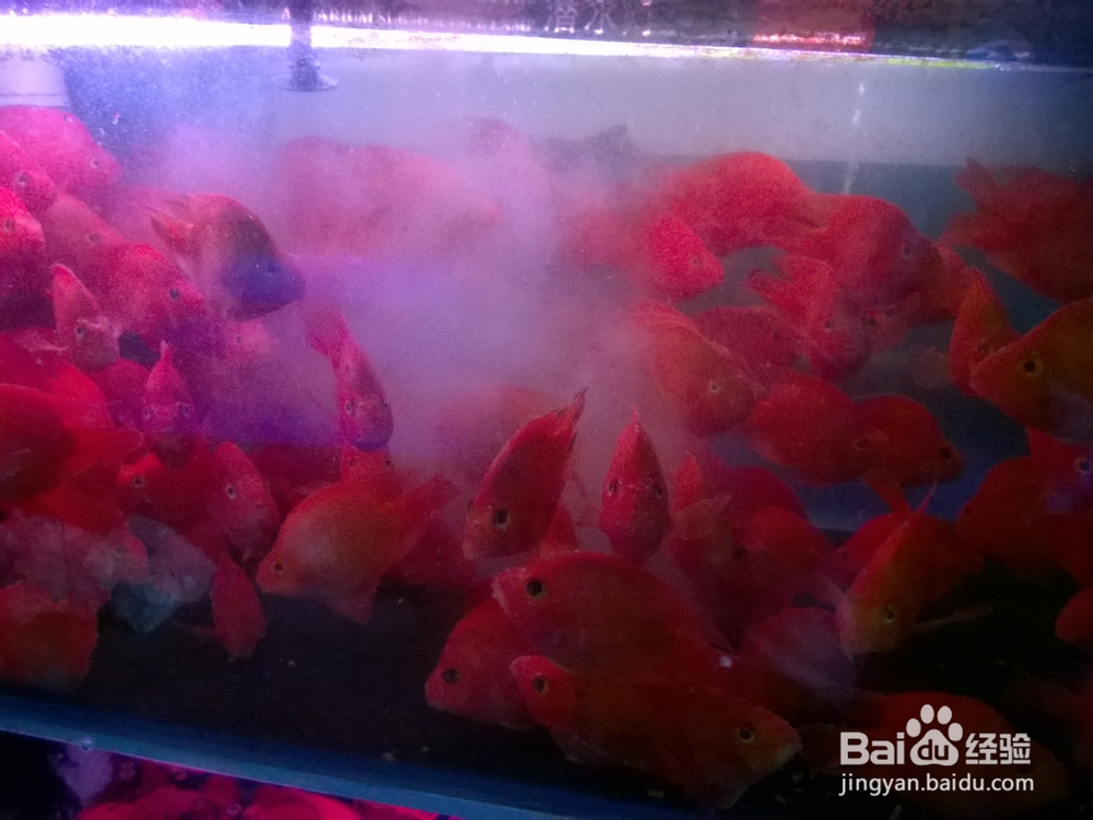 分享下热带鱼血鹦鹉常见病--水酸