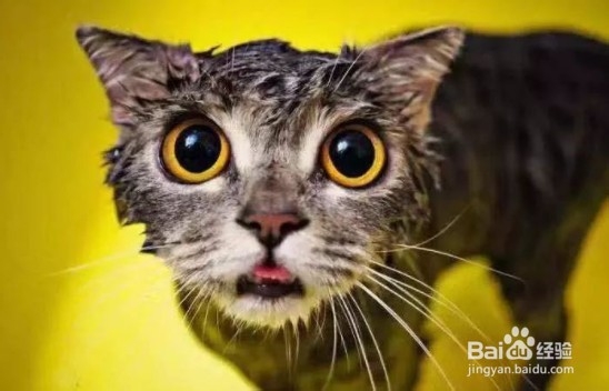 猫癣皮屑怎么处理？