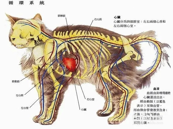 母猫器官结构图解