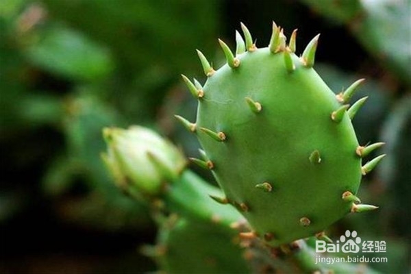 仙人掌怎么养？