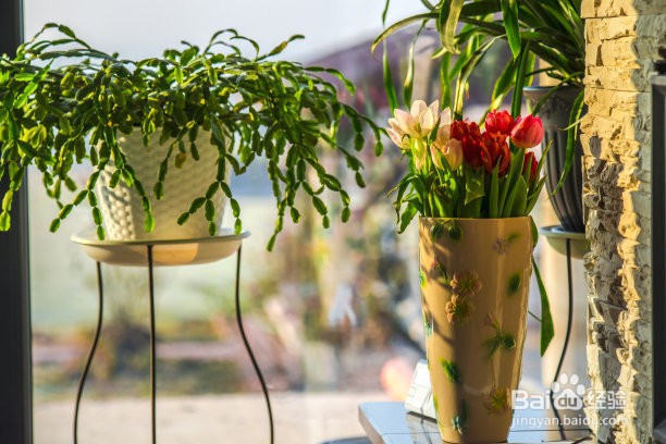 金鱼吊兰的养殖方法和注意事项？