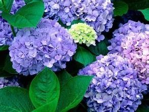 什么花香不能多闻