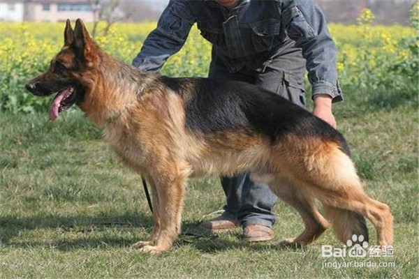新手养狗的注意事项