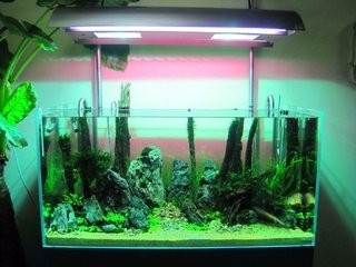 水族箱如何护理?