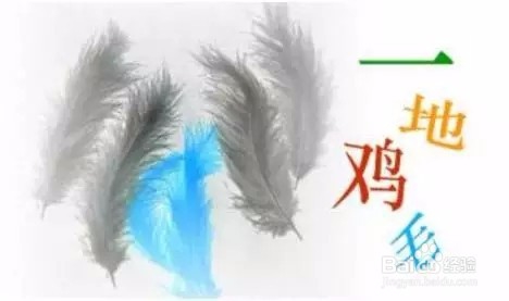 鸡能驱蚊,正被蚊子虐的你，不妨试床头放只鸡
